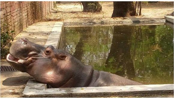 "Gustavito": La verdad sobre la polémica muerte del hipopótamo más famoso de El Salvador