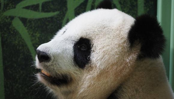 La panda gigante Huan Huan, que significa "feliz" en chino, parió dos cachorros gemelos en el zoológico de Beauval en Saint-Aignan-sur-Cher, en el centro de Francia. (Guillaume SOUVANT / AFP)