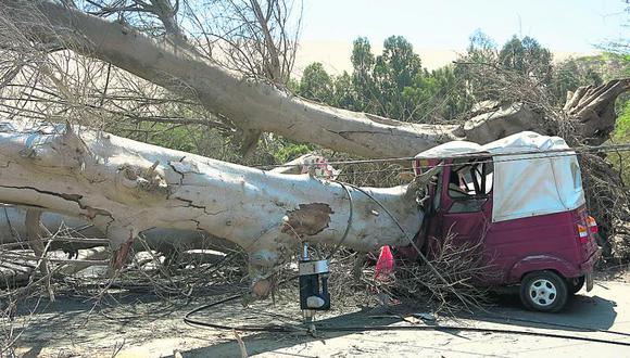 Ica: Viejo árbol se tumba y mata a mototaxista