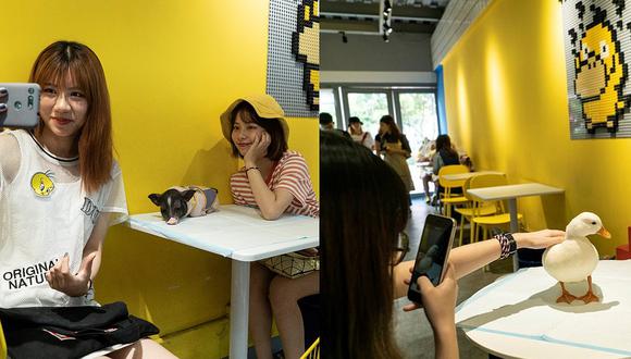 Cafetería les cobra a sus clientes por tomar fotos a patos y cerdos en sus mesas