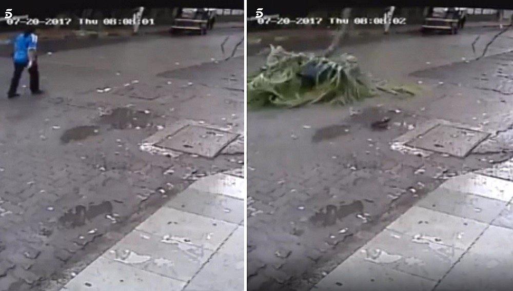 El preciso instante en que una palmera cae aparatosamente y mata a periodista en la India (VIDEO)