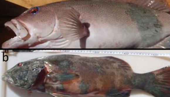 Cáncer de piel en peces de Australia