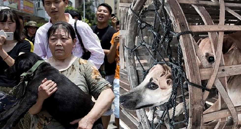 China: activistas salvan a perros en el "Festival de la Carne" [FOTOS