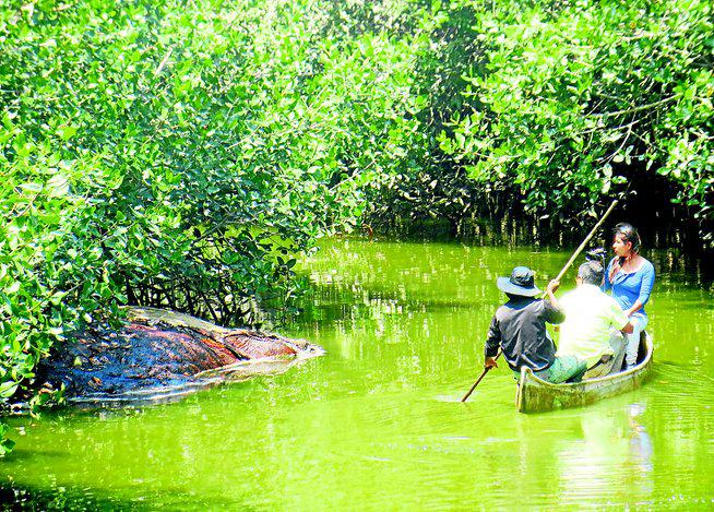 Tumbes: El SERNANP realizará carnaval por el Día de los humedales