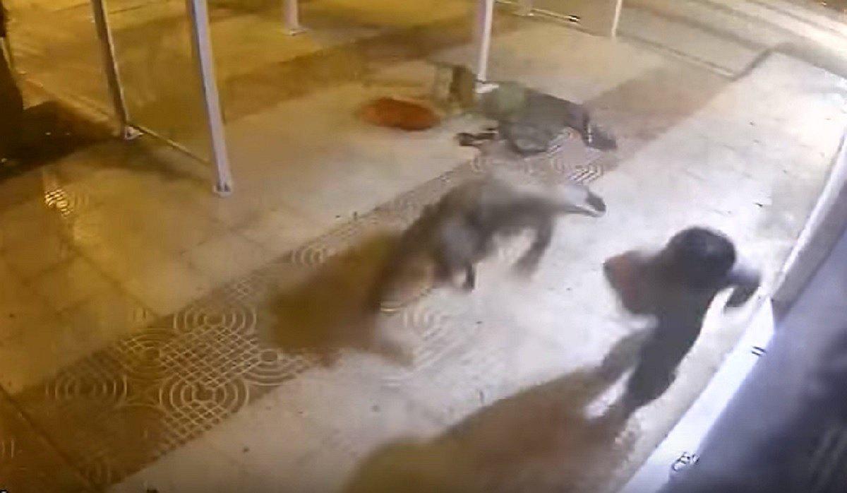 YouTube: Ladrón intentó entrar a robar en local y recibió un sillazo en la cabeza [VIDEO]