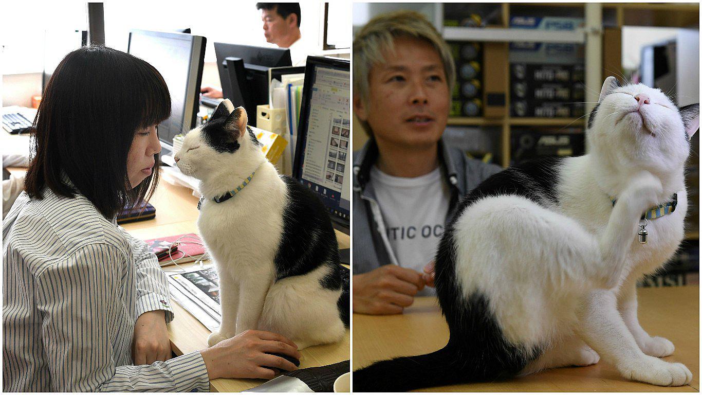 Empresa tiene gatos en su oficina para relajar a los trabajadores (FOTOS)