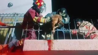 Bomberos rescatan a perro que se incrustó en rejas metálicas en Moquegua