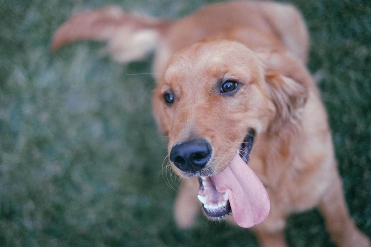 Los perros son capaces de detectar las enfermedades que puedan padecer los humanos (Foto: Pixabay)