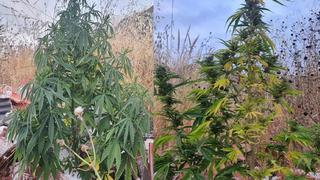 Hallan plantones de marihuana en descampado de Cusco