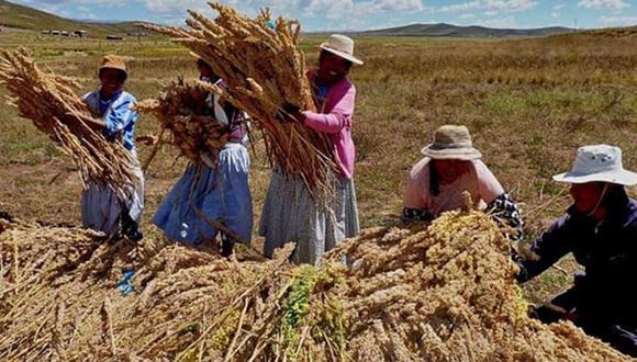 La situación se ha tornado complicada para productores de grano andino. Foto/Difusión.