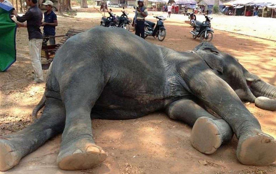 "Sambo", el elefante que murió por transportar dos turistas bajo fuerte calor