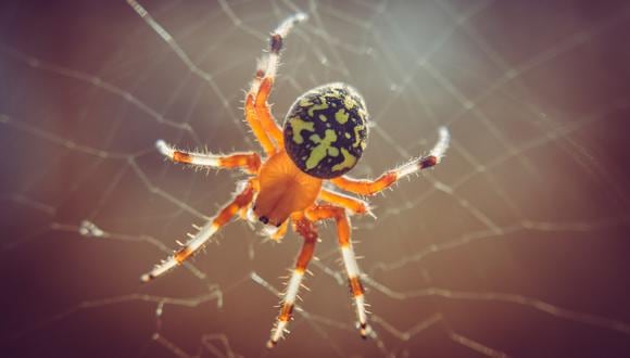 El truco casero para mantener a las arañas alejadas de nuestro hogar. (Foto: Pexels)