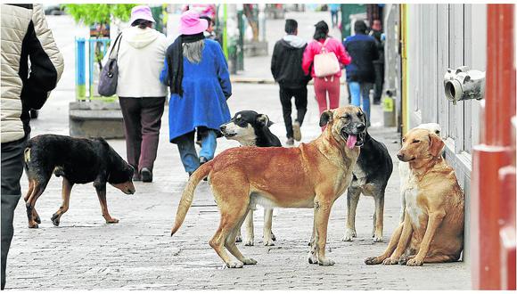 ​Más de 15 mil perros sin dueños rondan en las calles de Huancayo