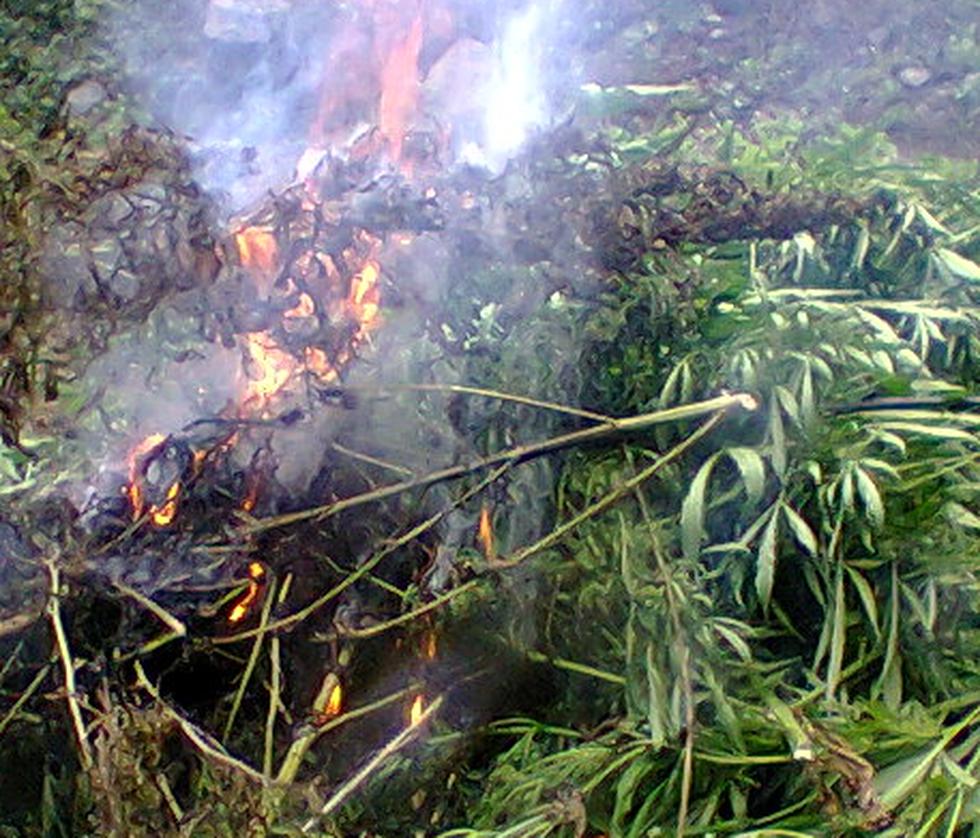 PNP destruye tres mil plantones de marihuana en Oyón (Fotos)