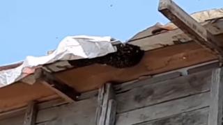 Callao: aparición sorpresiva de abejas causa pánico en Puerto Nuevo (VIDEO)