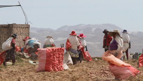 Arequipa: mil jornales cobrarán usuarios de juntas por obras de riego y drenes 