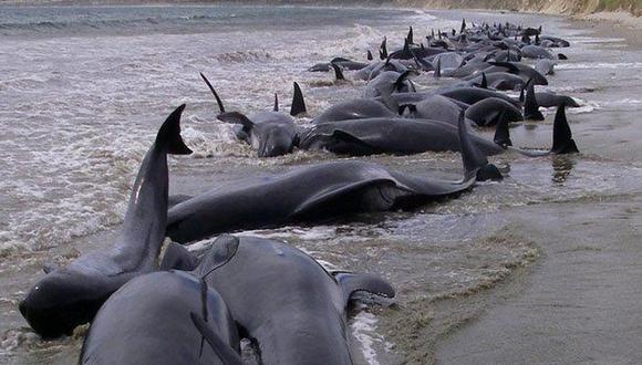 ​Hallan un veintena de delfines muertos en el litoral de Georgia
