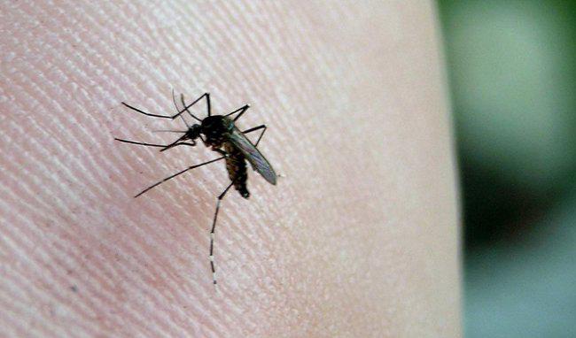 ​Zika avanza en el mundo: Nueva York registra sus tres primeros casos