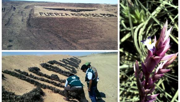 FAP: inician proceso a base aérea de Tacna por depredación de flora 
