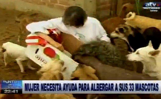 Solicitan ayuda para que perritos abandonados no se queden sin hogar