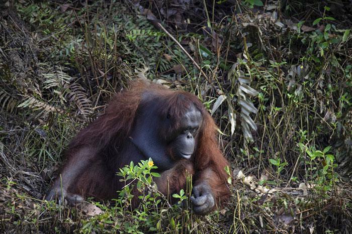 ¿Puedo ayudarte?: La foto de un orangután que tiende la mano para ayudar a un hombre. Foto: Anil Prabhakar