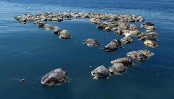 Hallan muertas 300 tortugas en peligro de extinción en costa de México (VIDEO)