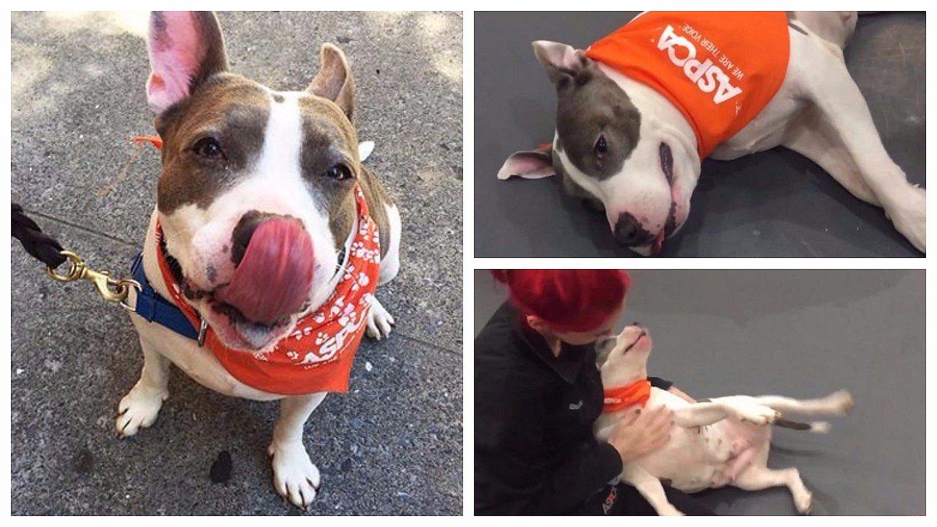 Blue: la perrita sorda y su admirable esfuerzo por aprender el lenguaje de señas (VIDEO) 