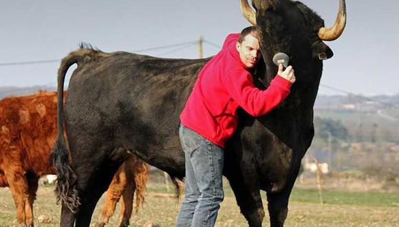 Adoptó a un toro para salvarlo de corrida y se convierte en su mejor amigo