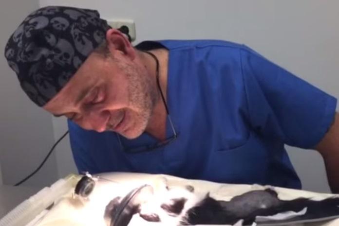 Video: Veterinario no pudo salvar a gatita golpeada y deja emotivo mensaje