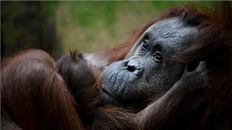 La población mundial de vertebrados ha disminuido en un 60 % en 40 años