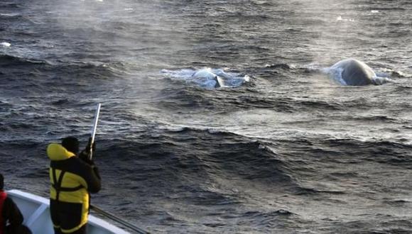 ​Logran grabar más de 40.000 cantos de ballenas azules en la Antártida