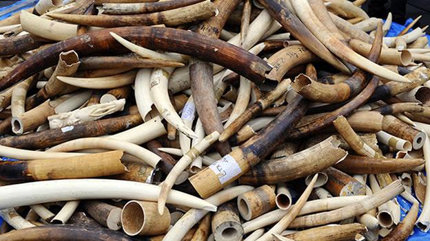 Estados Unidos prohibe el comercio de marfil 