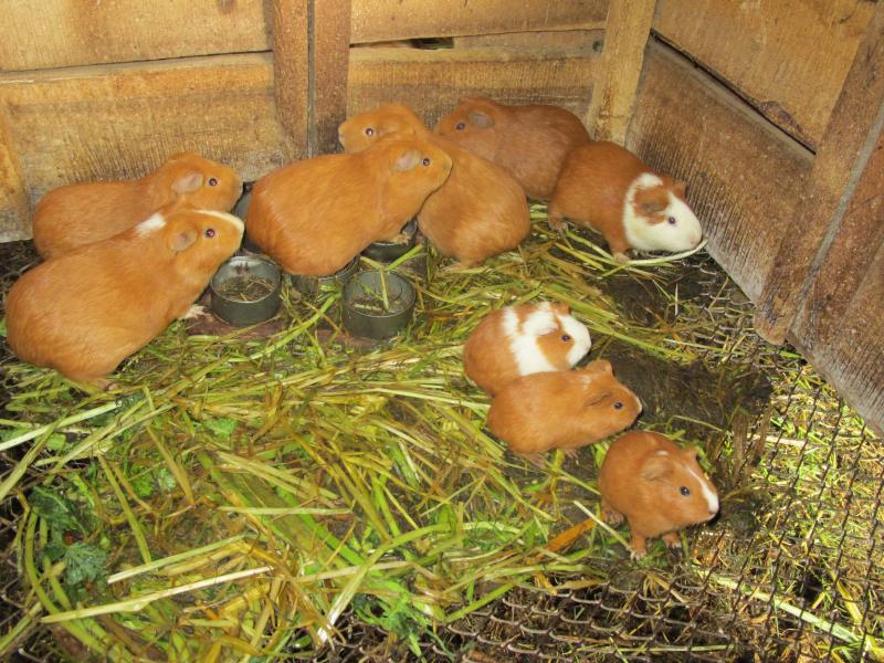 Junín produce 1600 toneladas de carne de cuy al año