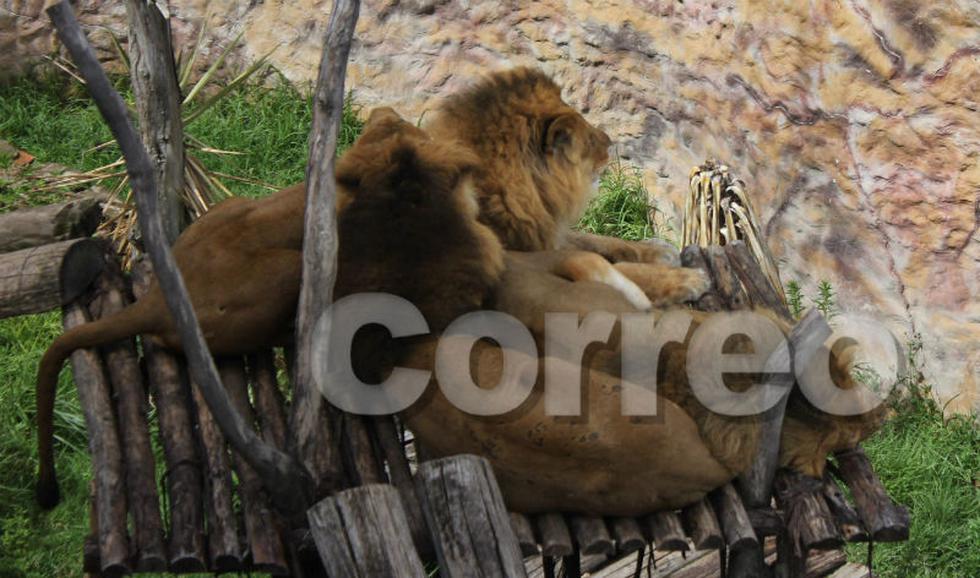 El nuevo parque para los animales en el zoológico de Huancayo (FOTOS)