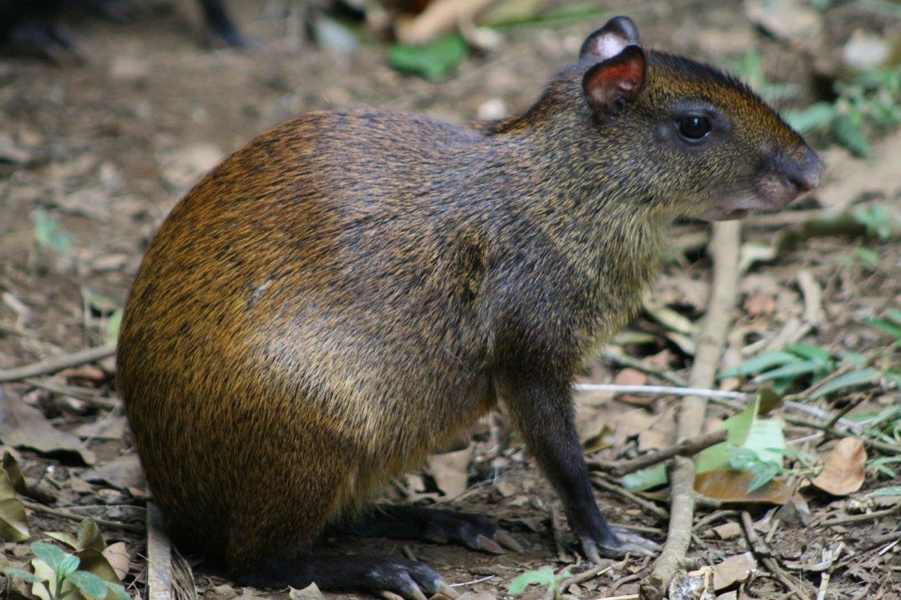 Tumbes: ​Encuentran roedor gigante en el Parque Nacional Cerros de Amotape