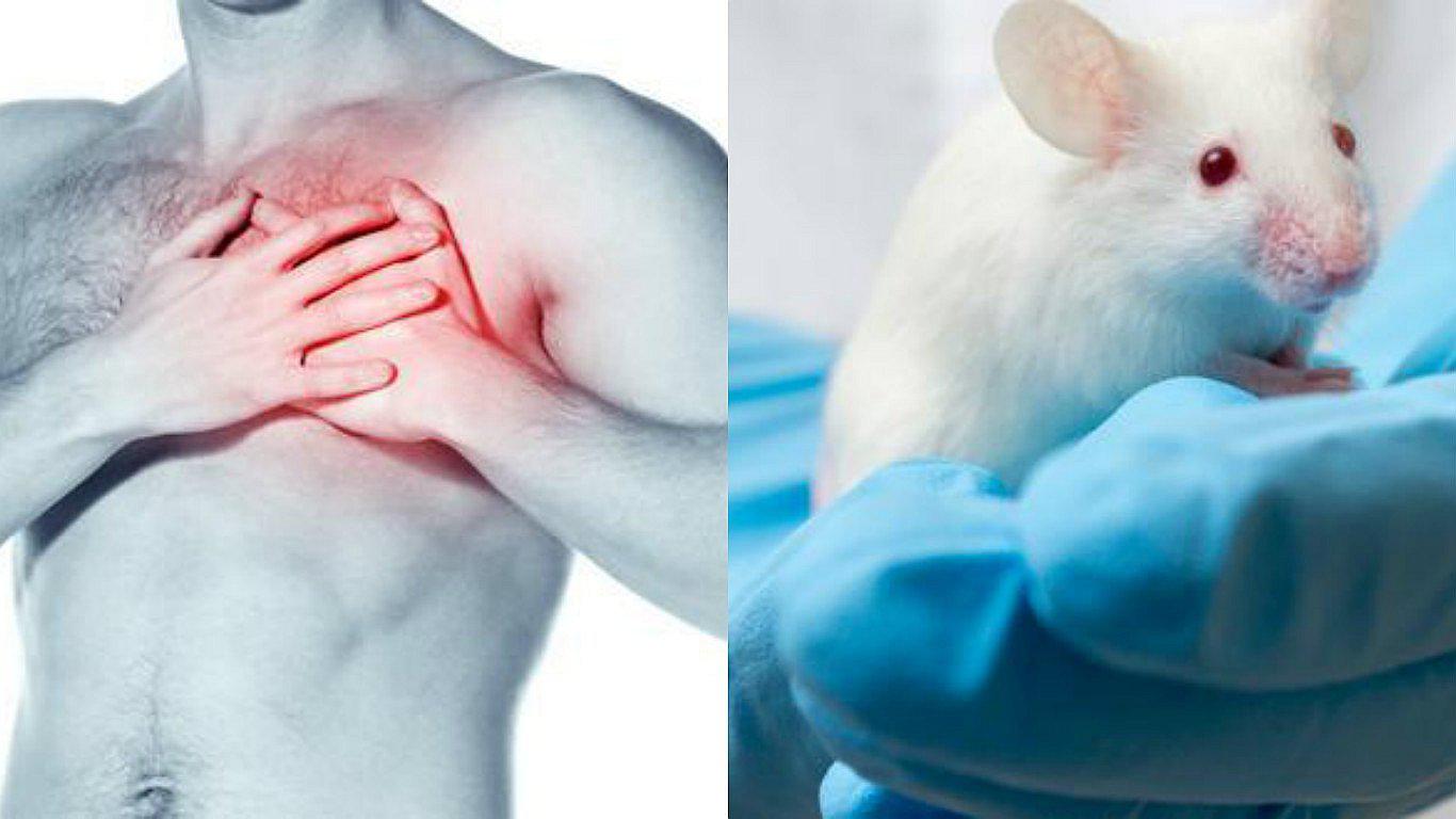 Científicos logran rehabilitar un corazón tras un grave infarto 