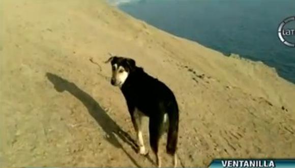 Perro esperó rescate de su amo muerto (VIDEO)