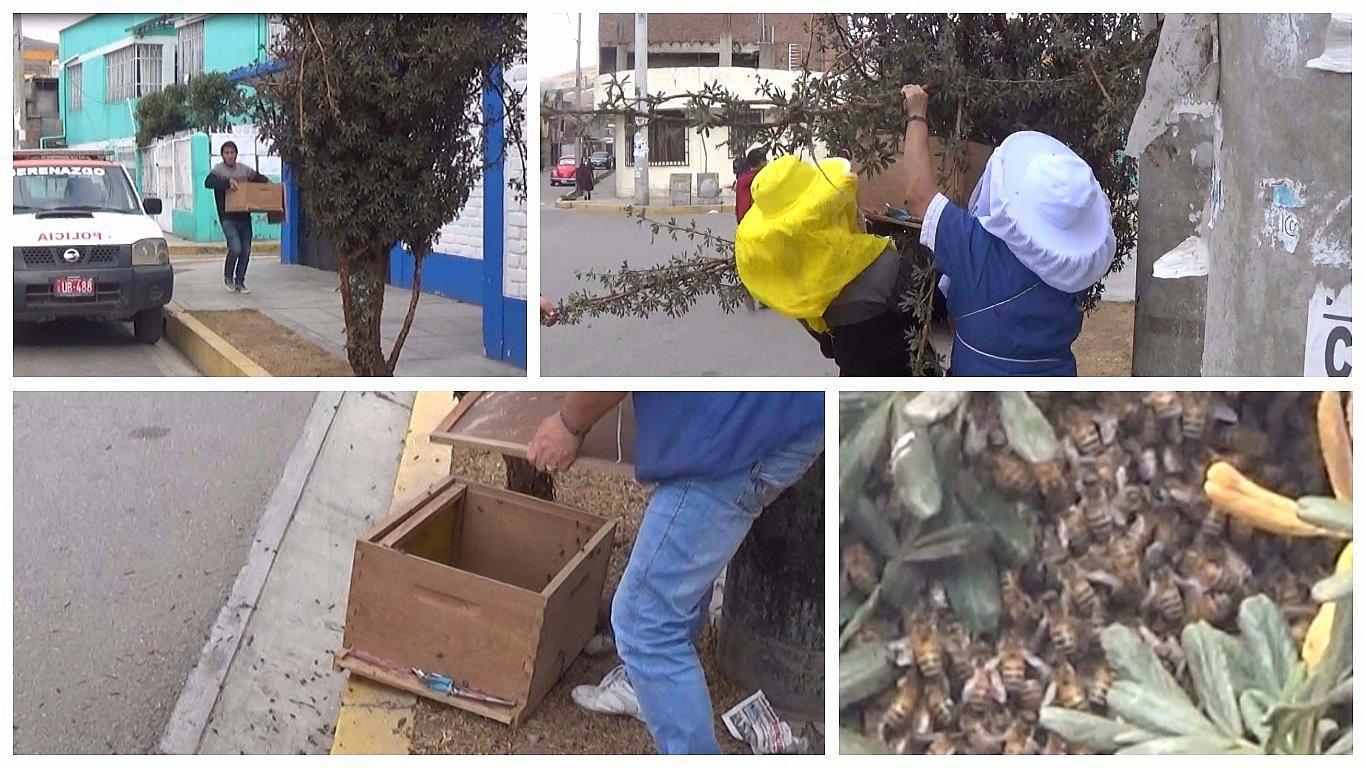 Enjambre de abejas busca refugio en céntrica calle y causa pánico en vecinos (VIDEO)