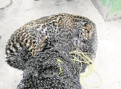 Tumbes: Tigrillo causa pánico en Aguas Verdes 