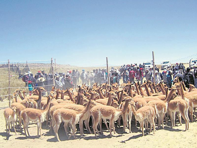 Ica: Provincia de Chincha rememora la vieja costumbre del chaccu de Vicuñas