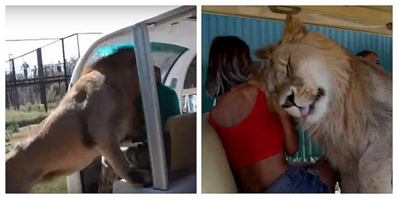 León sorprende a turistas con su peculiar ternura (VIDEO)