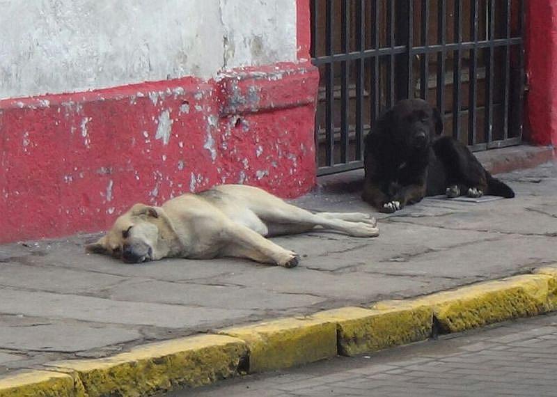 Mujer quiso ayudar a animal, pero fue mordida por perro con rabia