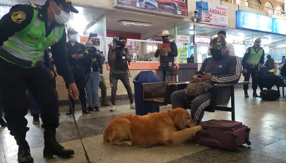 Canes de la Policía Nacional participaron en el simulacro “detectando” droga entre las pertenencias de un pasajero. (Foto: Omar Cruz)