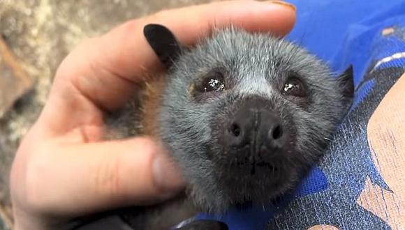 YouTube: Así reacciona un murciélago huérfano cuando lo acarician (VIDEO)