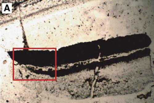 Hallan fósiles de microbios de casi 3.500 millones de años 