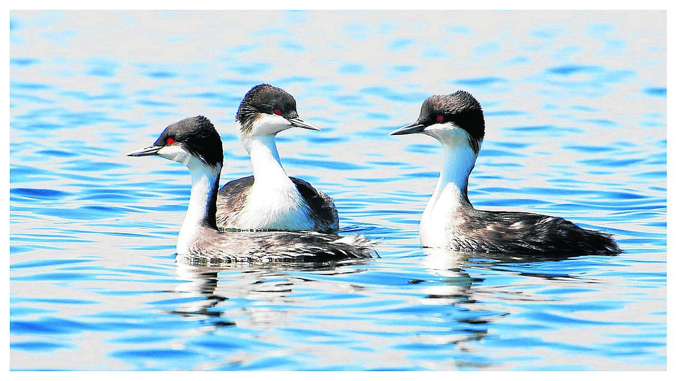 ​Más de seis especies de aves en Junín se encuentran en peligro de extinción 