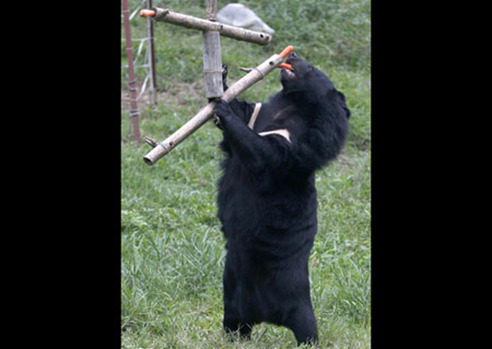 Hoy se celebra el Día Mundial de los Animales