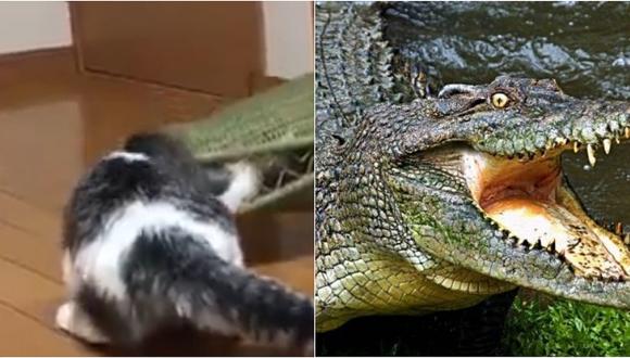 Gatito es “devorado” por un cocodrilo en un impactante video 