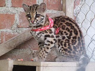 Hallan tigrillo dentro de una institución educativa