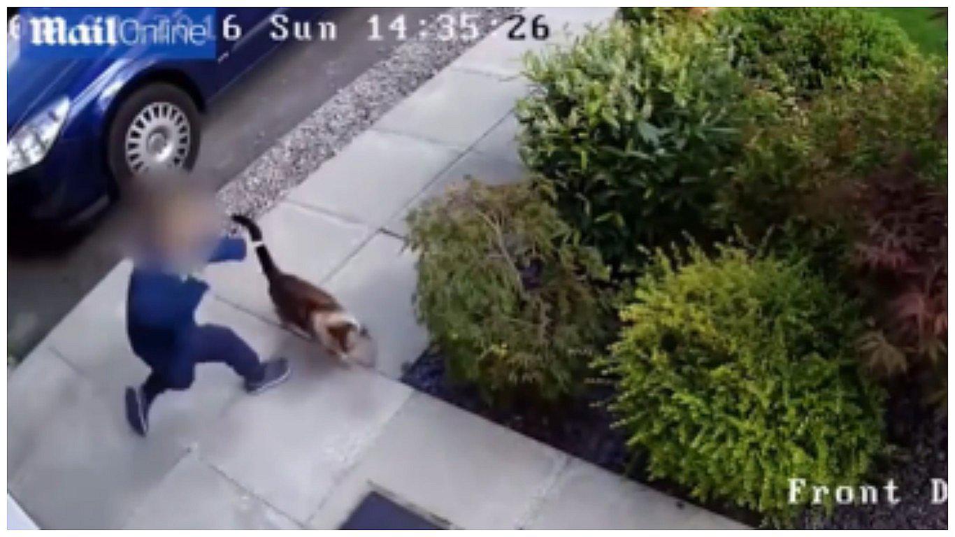 YouTube: niño maltrataba a gato hasta que animal tomó venganza (VIDEO)